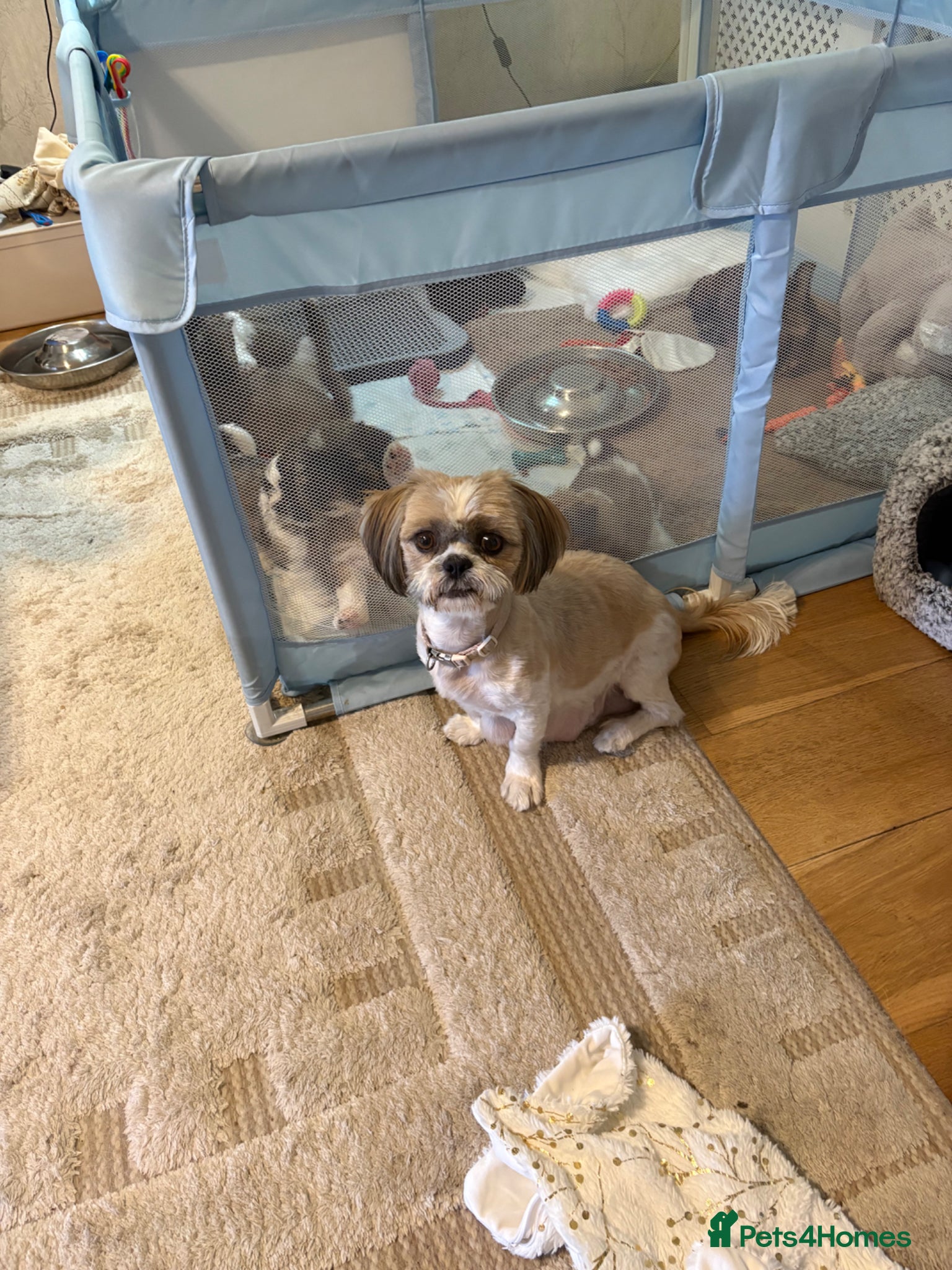Shih Tzu dogs Shih Tzu puppies for sale - Advert 1