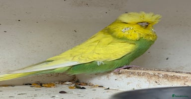 Budgerigars birds - Advert 8