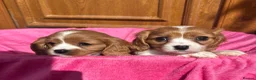 Cavalier King Charles Spaniel dogs for sale: Blenheim Cavalier King Charles pups ready now  - Advert 3