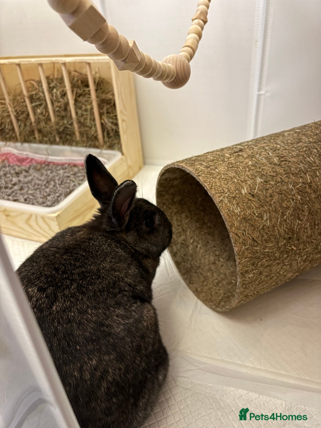 Mixed Breed rabbits for sale: Indoor Rabbit Plus Full Set Up/Etc. For Sale - Advert 13