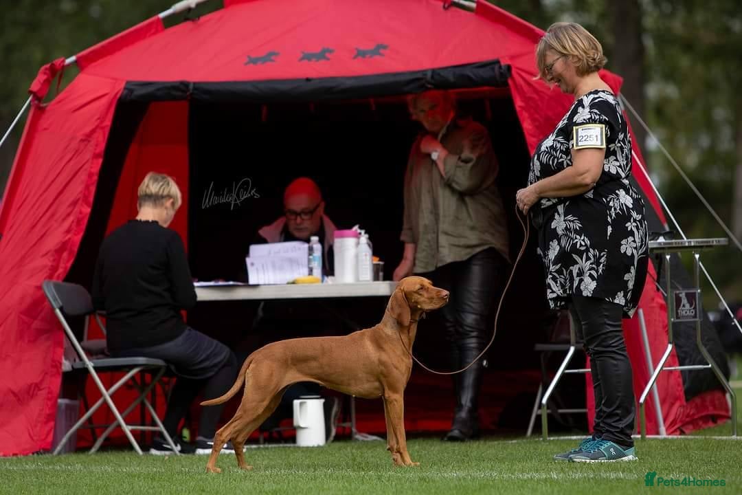 Hungarian Vizsla dogs for sale: DUAL PURPOSE FIELD & SHOW CHAMPIONS BRED PUPPIES - Advert 9