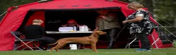 Hungarian Vizsla dogs for sale: *SHOW QUALITY PUPPY*CHAMPION BRED PUPPIES - Advert 8