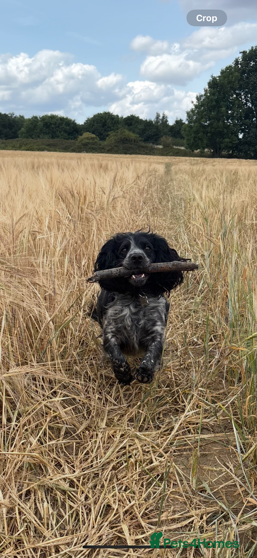 Cocker Spaniel dogs for sale: Stunning WCS pups - Image 5
