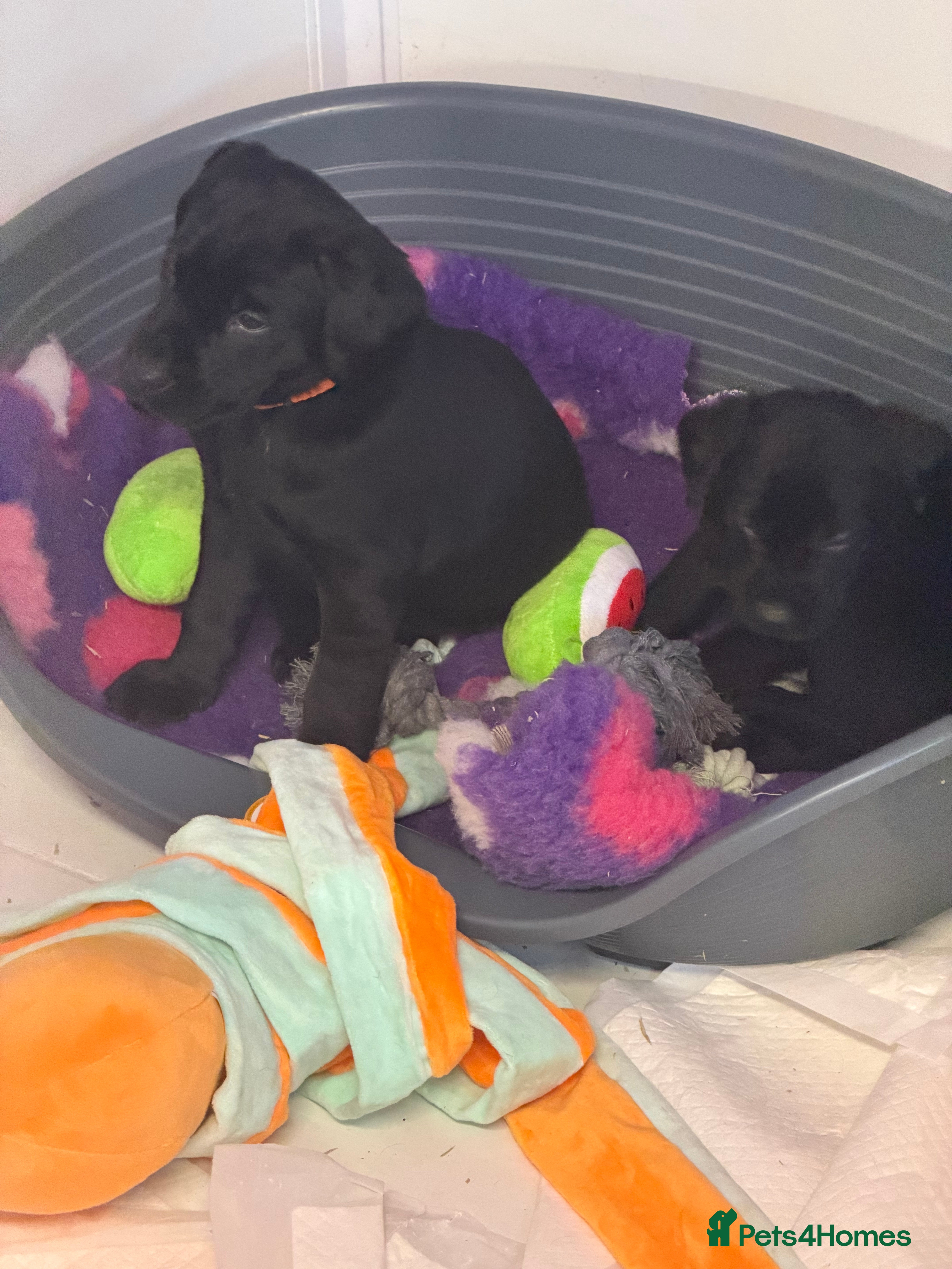 Labrador Retriever dogs Labradors 1 chunky black boys and 1 little girl - Advert 13