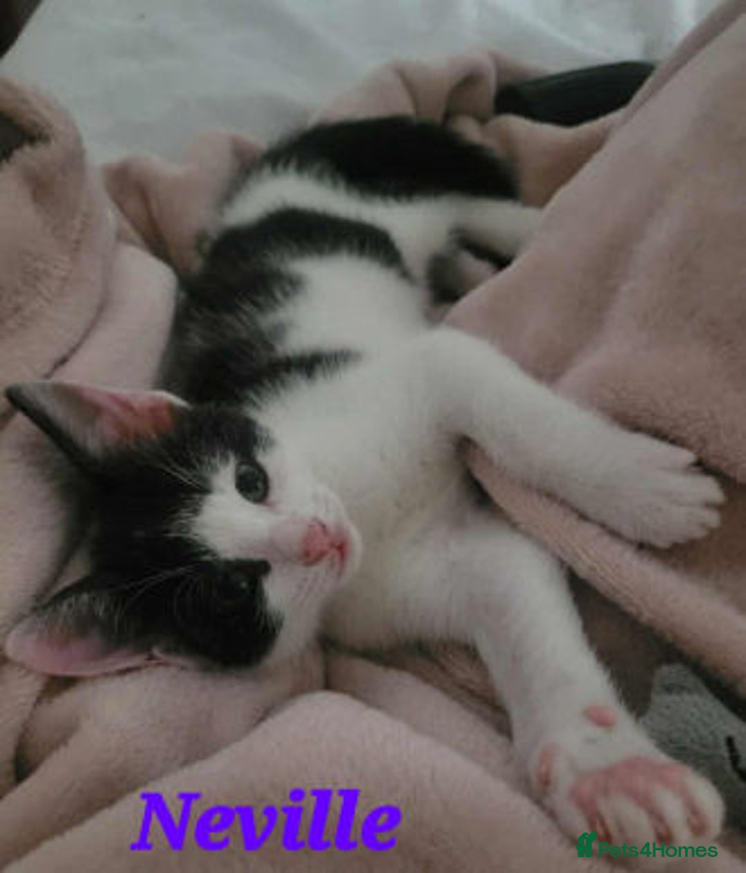 Mixed Breed cats for adoption: GINNY AND NEVILLE - Image 2