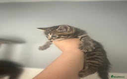 Mixed Breed cats for sale: 5 lovely playful kittens available  - Image 9