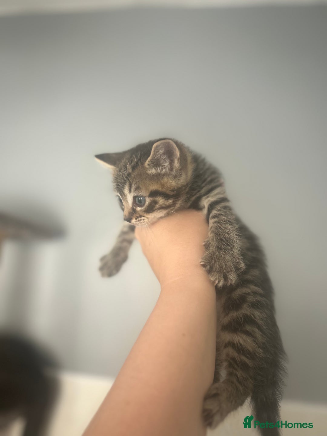 Mixed Breed cats for sale: 5 lovely playful kittens available  - Image 9