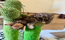 Bengal cats for sale: Bengal kittens  - Image 7