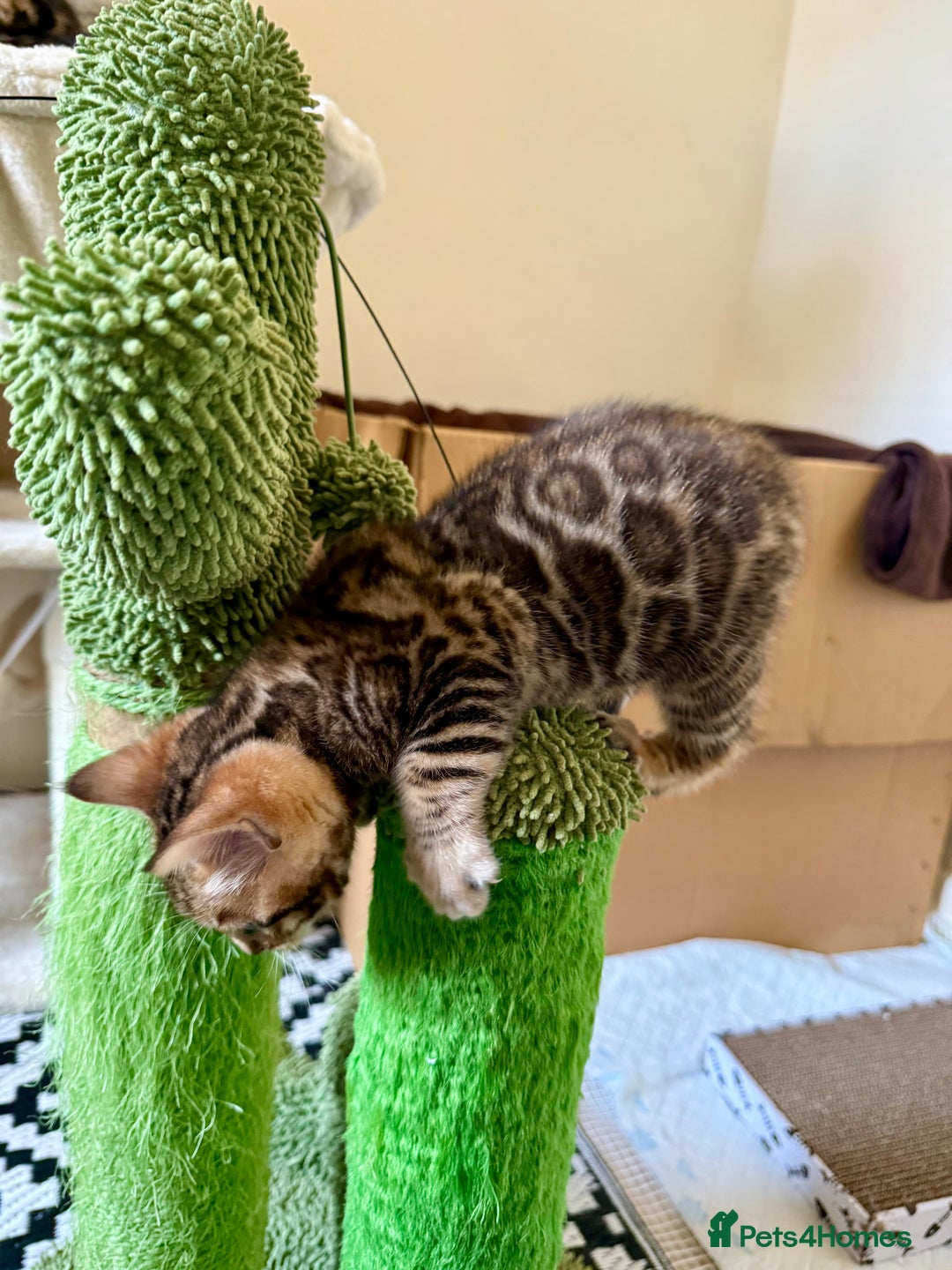 Bengal cats for sale: Bengal kittens  - Image 7