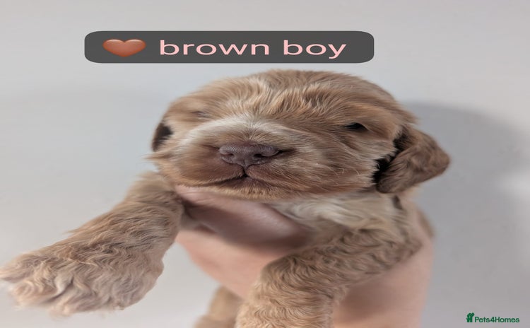Cocker Spaniel dogs - Advert 14