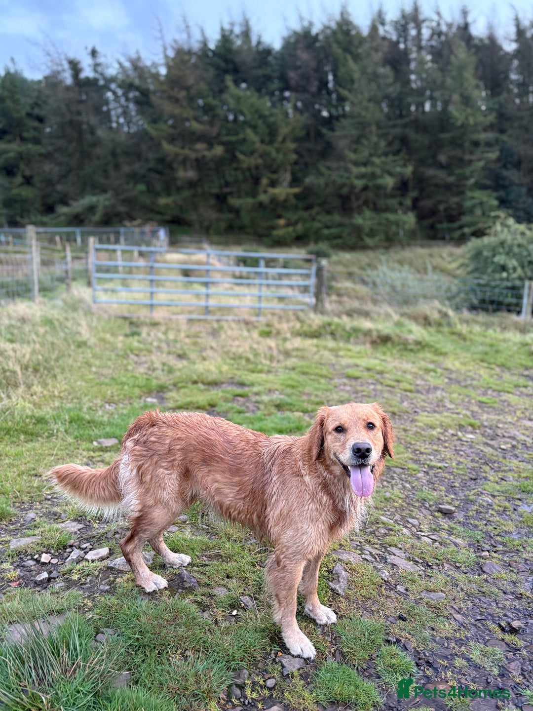 Golden Retriever dogs for sale: Confirmed litter of KC Golden Retriever puppies - Image 4