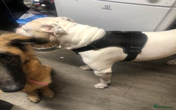 American Bulldog dogs for stud: Classic American bull 🇺🇸  - Image 20