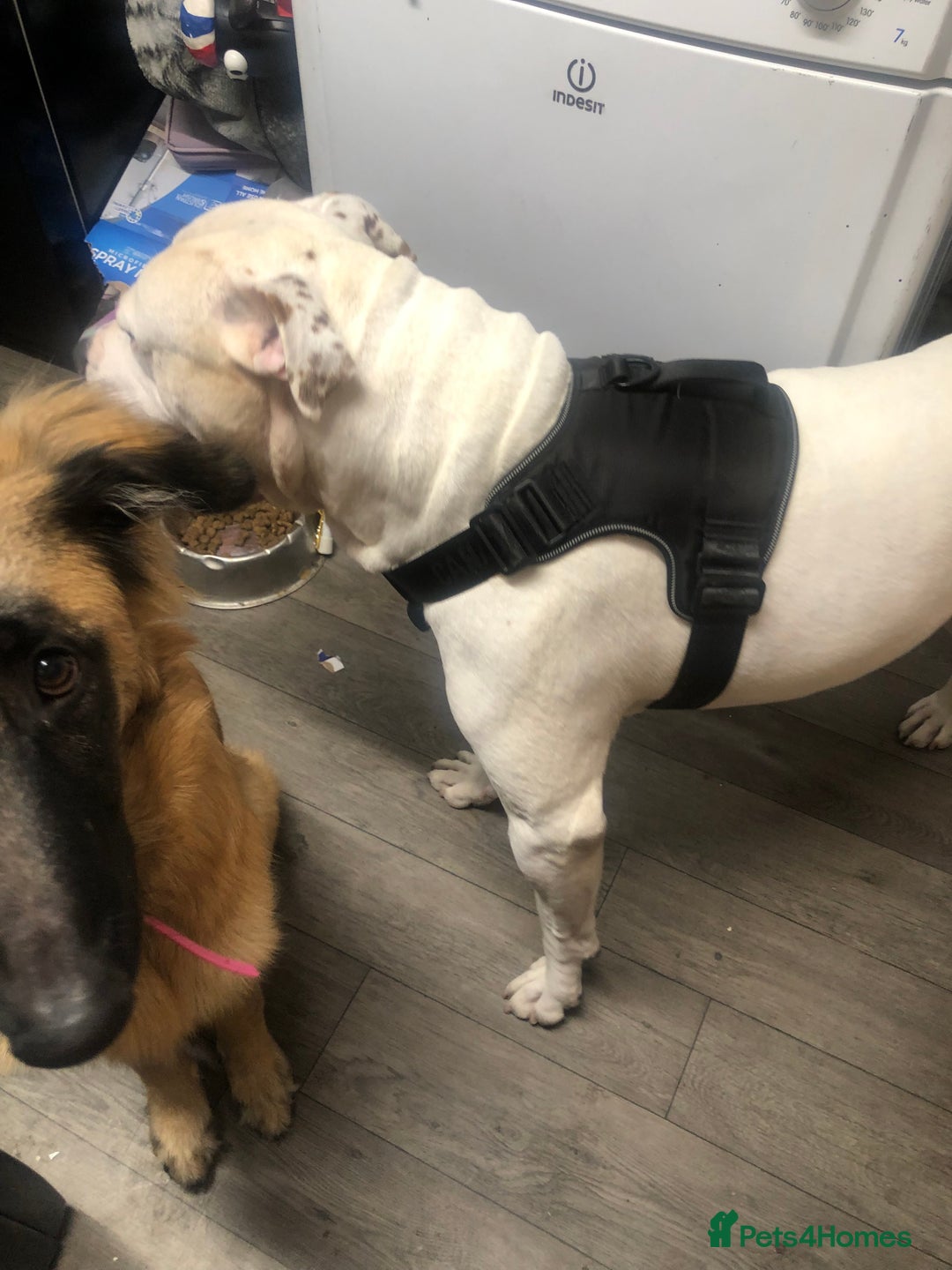 American Bulldog dogs for stud: Classic American bull 🇺🇸  - Image 20