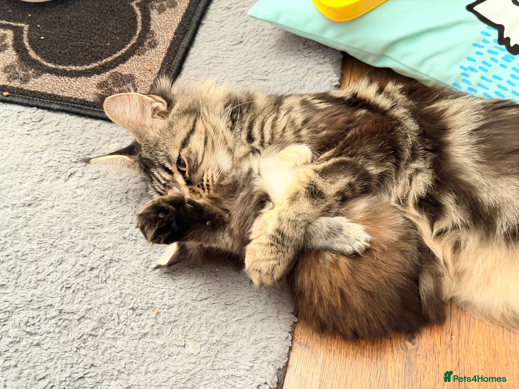 Maine Coon cats 💙 Male Maine Coon kitten TICA registered 💙 - Advert 6
