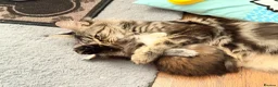 Maine Coon cats for sale: 💙 Male Maine Coon kitten TICA registered 💙 - Advert 2