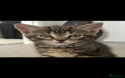Mixed Breed cats for sale: REDUCED & READY NOW BSH x Tabby kittens  - Image 10