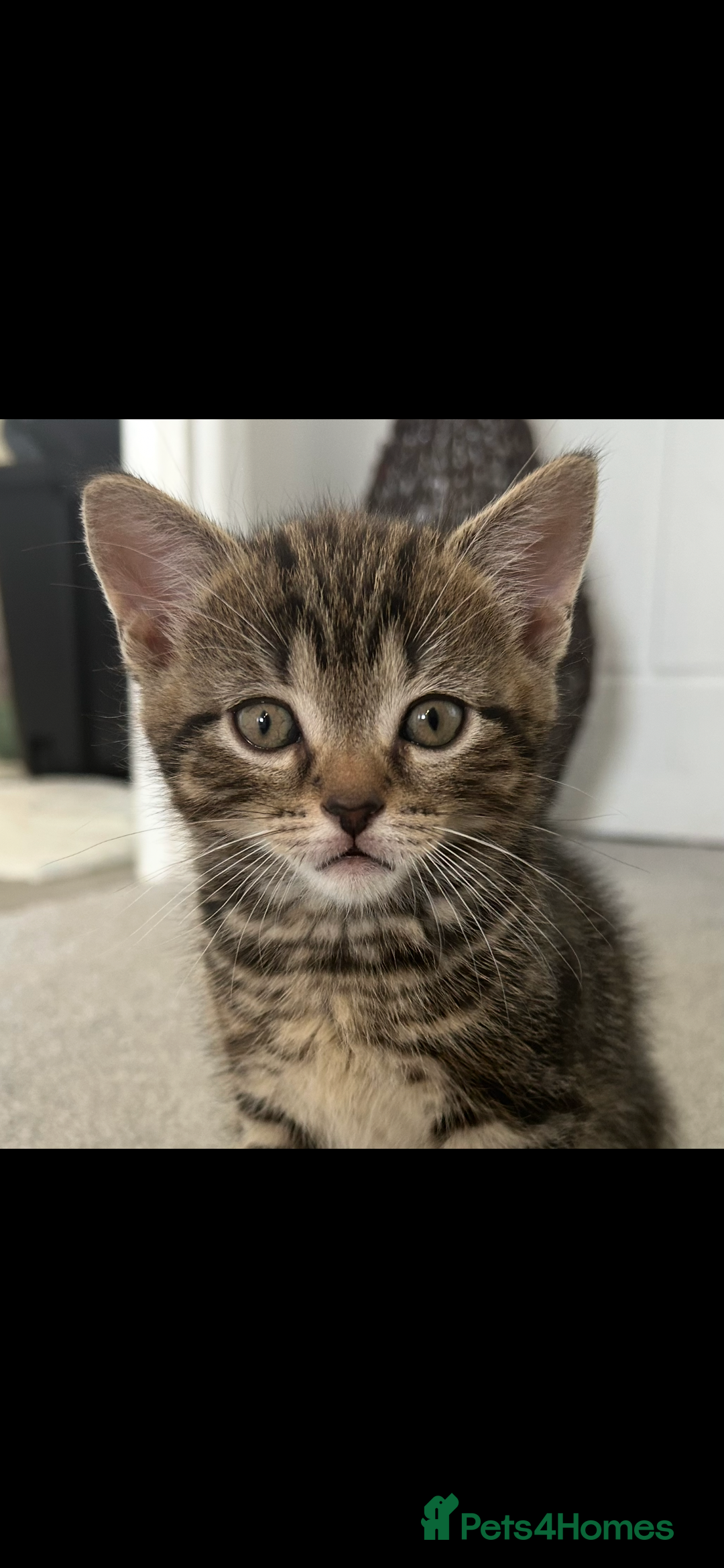 Mixed Breed cats for sale: REDUCED & READY NOW BSH x Tabby kittens  - Image 10