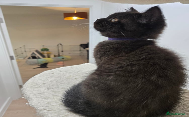 British Shorthair cats British shorthair kittens Smoked black £500 - Advert 1