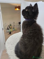 British Shorthair cats British shorthair kittens Smoked black £500 - Advert 5