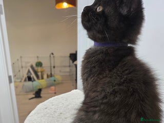 British Shorthair cats British shorthair kittens Smoked black £500 - Advert 3
