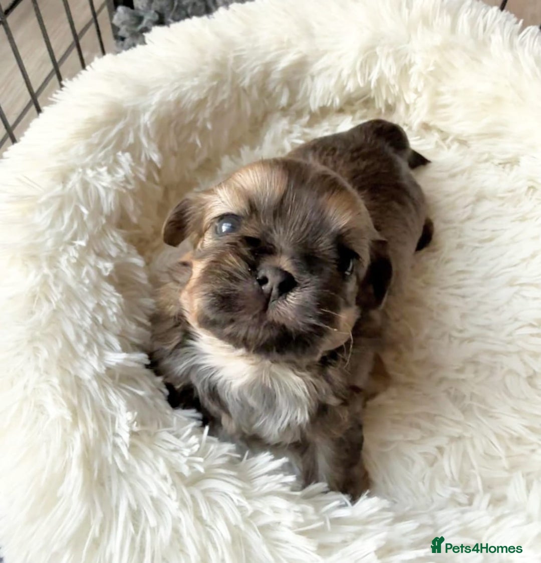 Shih Tzu dogs for sale: Exceptional Shih Tzu Pups Raised in a Family Home - Advert 8