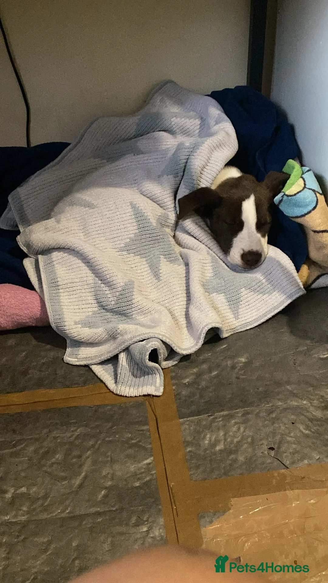 Mixed Breed dogs for sale: Female for sale  - Advert 2