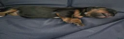 Chiweenie dogs for sale: Chiweenies  in Dagenham - Advert 2
