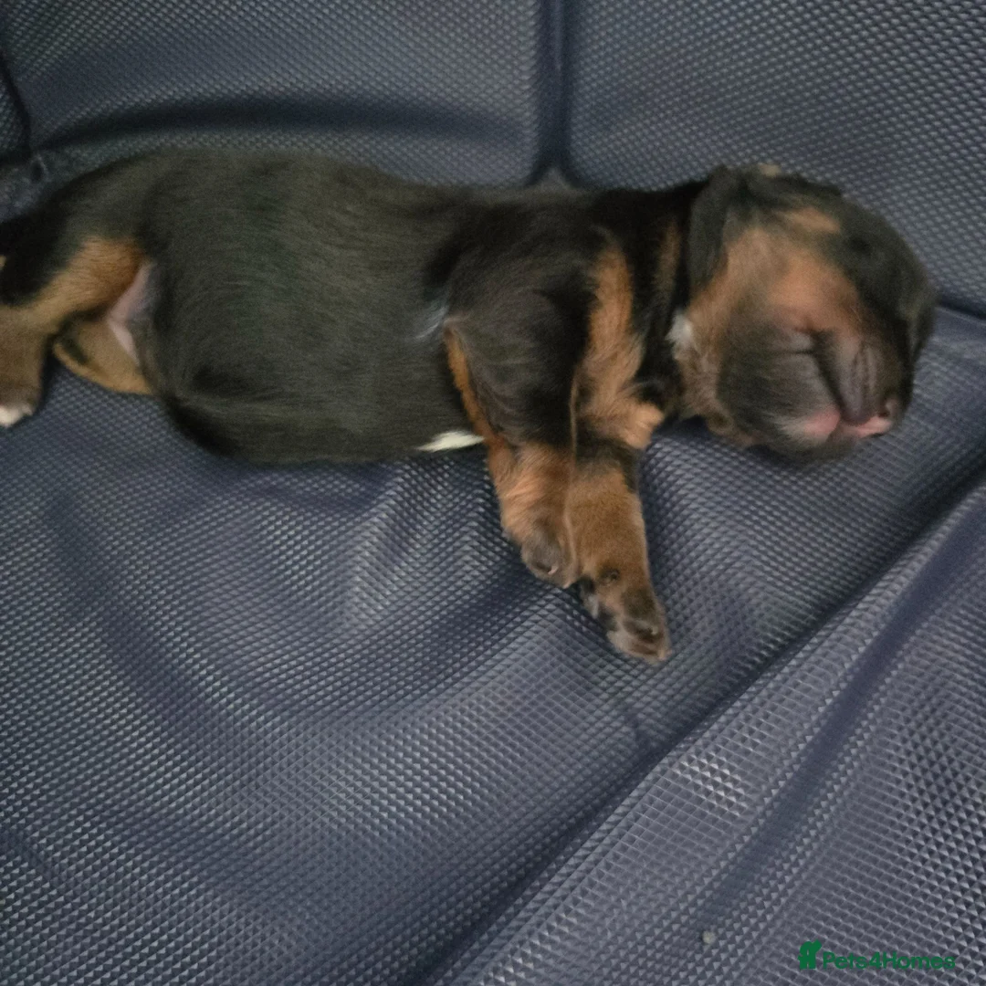 Chiweenie dogs for sale: Chiweenies  in Dagenham - Advert 2