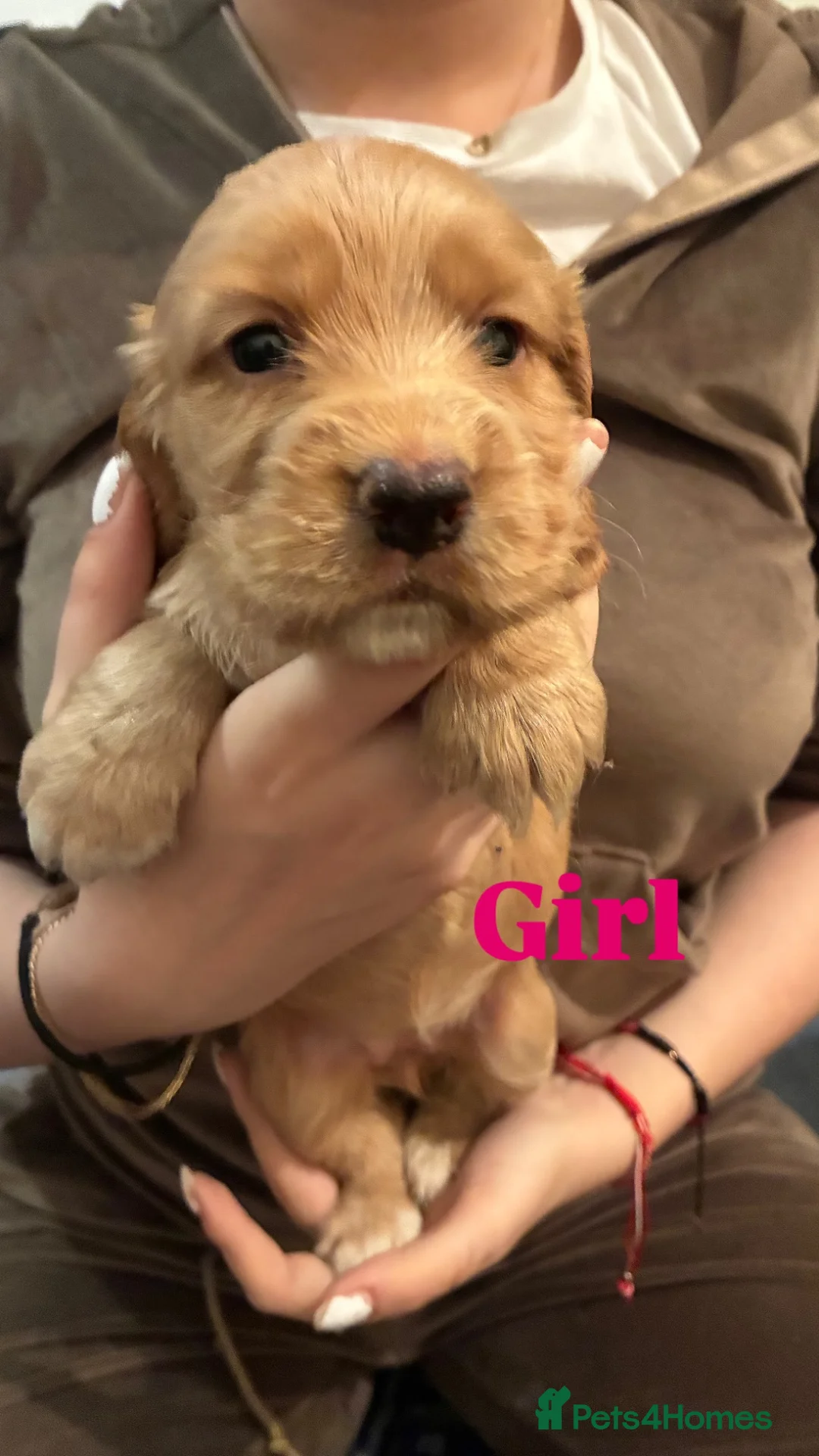 Cocker Spaniel dogs for sale: 6 beautiful cockers  - Advert 10