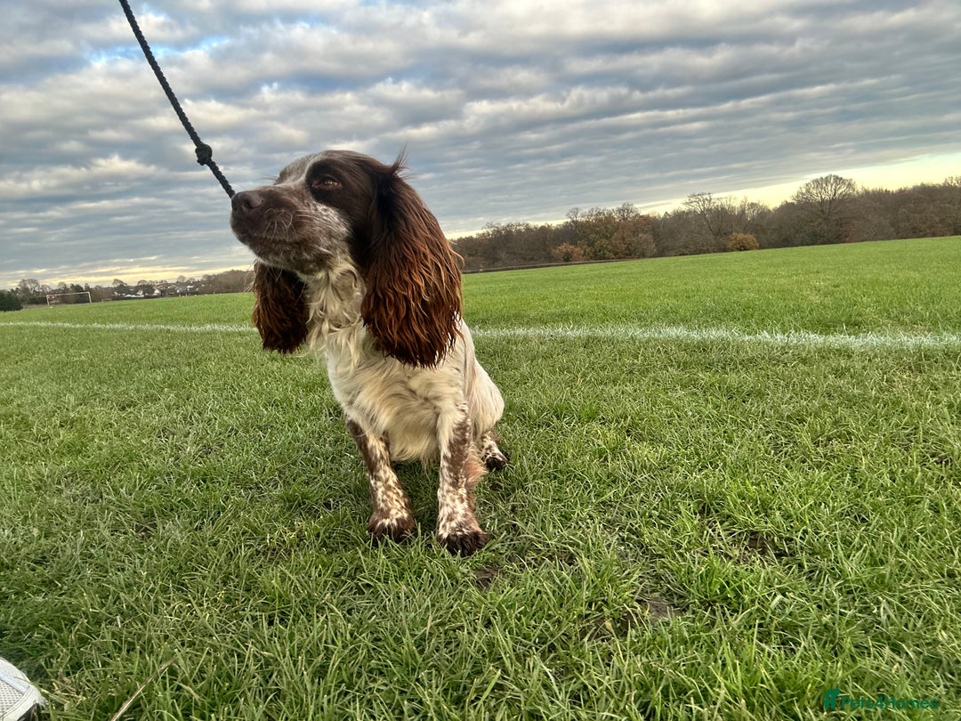 Cocker Spaniel dogs for sale: 1 kc cocker spaniel Bracken available  - Advert 7