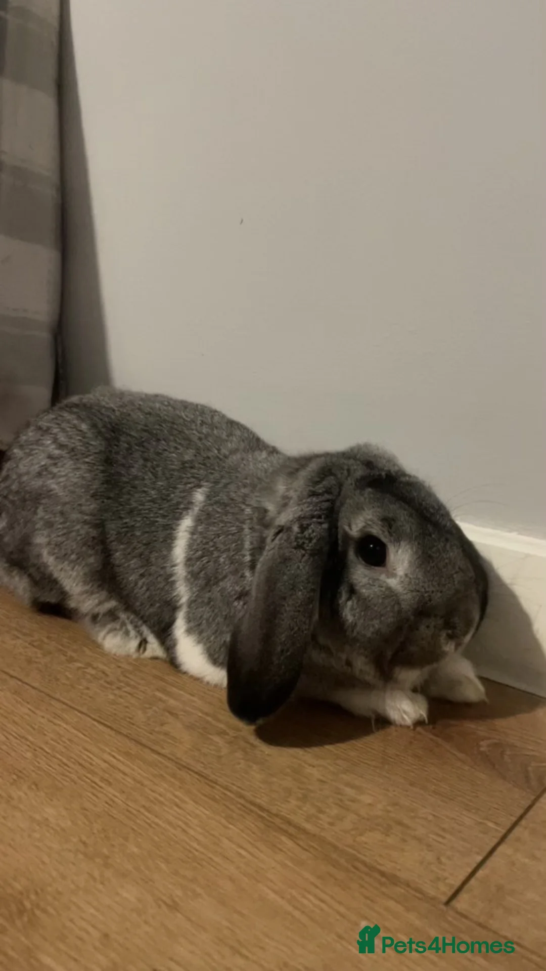 Mixed Breed rabbits for sale: Lionhead/Mini Lops - Advert 5