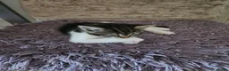 Mixed Breed cats for sale: Two adorable female tabby kittens for sale in Dunstable - Advert 5