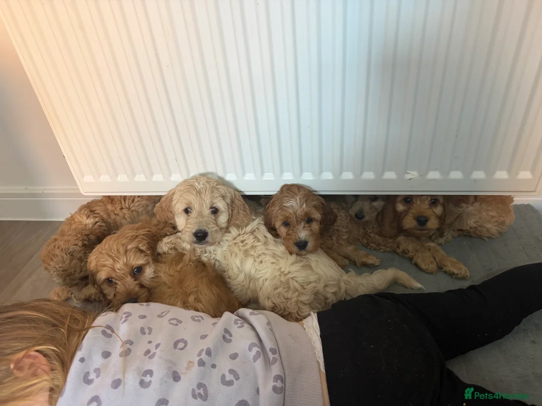 Cockapoo dogs for sale: Cockapoo puppies  - Advert 4