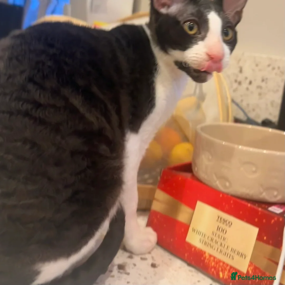 Cornish Rex cats for sale: 1 Gorgeous Cornish Rex Boy - Advert 8