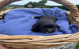 Cocker Spaniel dogs for sale: 1st Class ⭐️⭐️⭐️⭐️⭐️ Licensed - Image 5