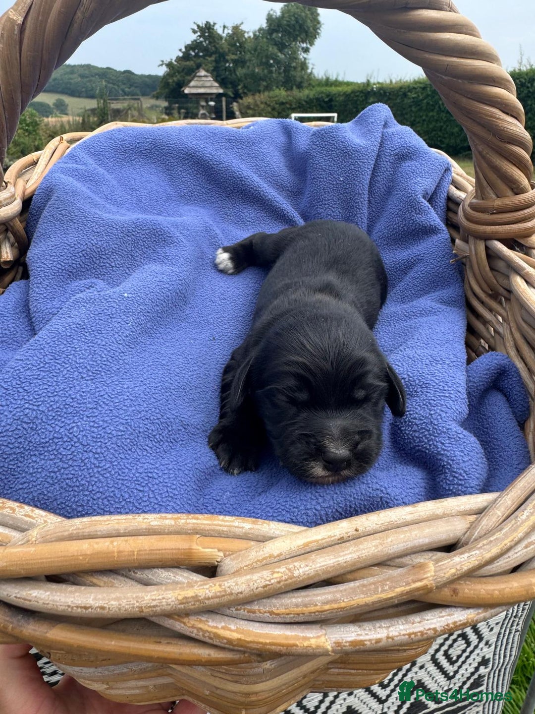 Cocker Spaniel dogs for sale: 1st Class ⭐️⭐️⭐️⭐️⭐️ Licensed - Image 5