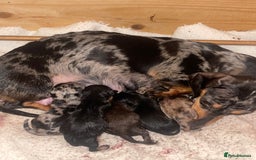 Miniature Dachshund dogs for stud: 🦖RAVENOUS REX🦖 in Worcester - Image 7