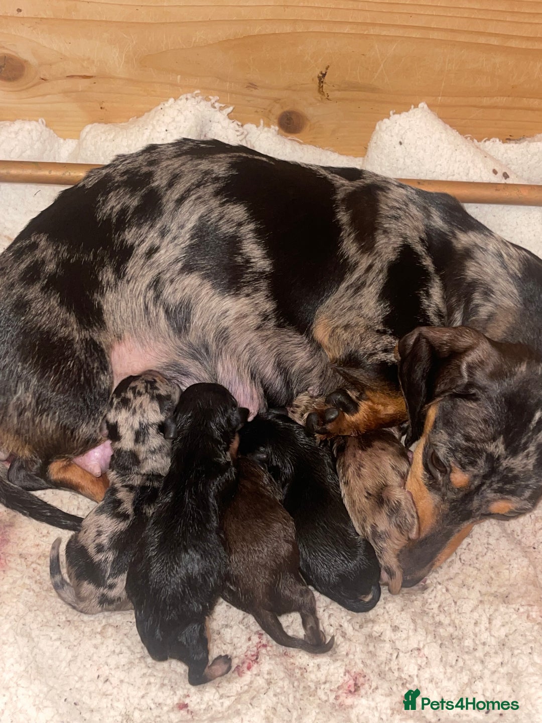 Miniature Dachshund dogs for stud: 🦖RAVENOUS REX🦖 in Worcester - Image 7