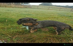Mixed Breed dogs for sale: Little bundles of schweenie love!  - Image 26