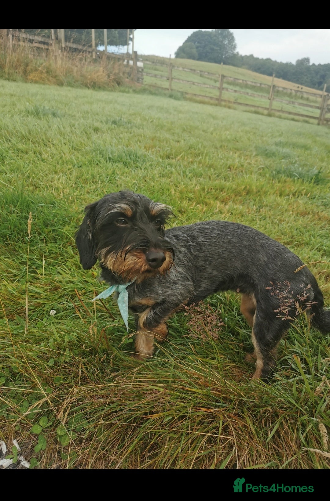Mixed Breed dogs for sale: Little bundles of schweenie love!  - Image 26