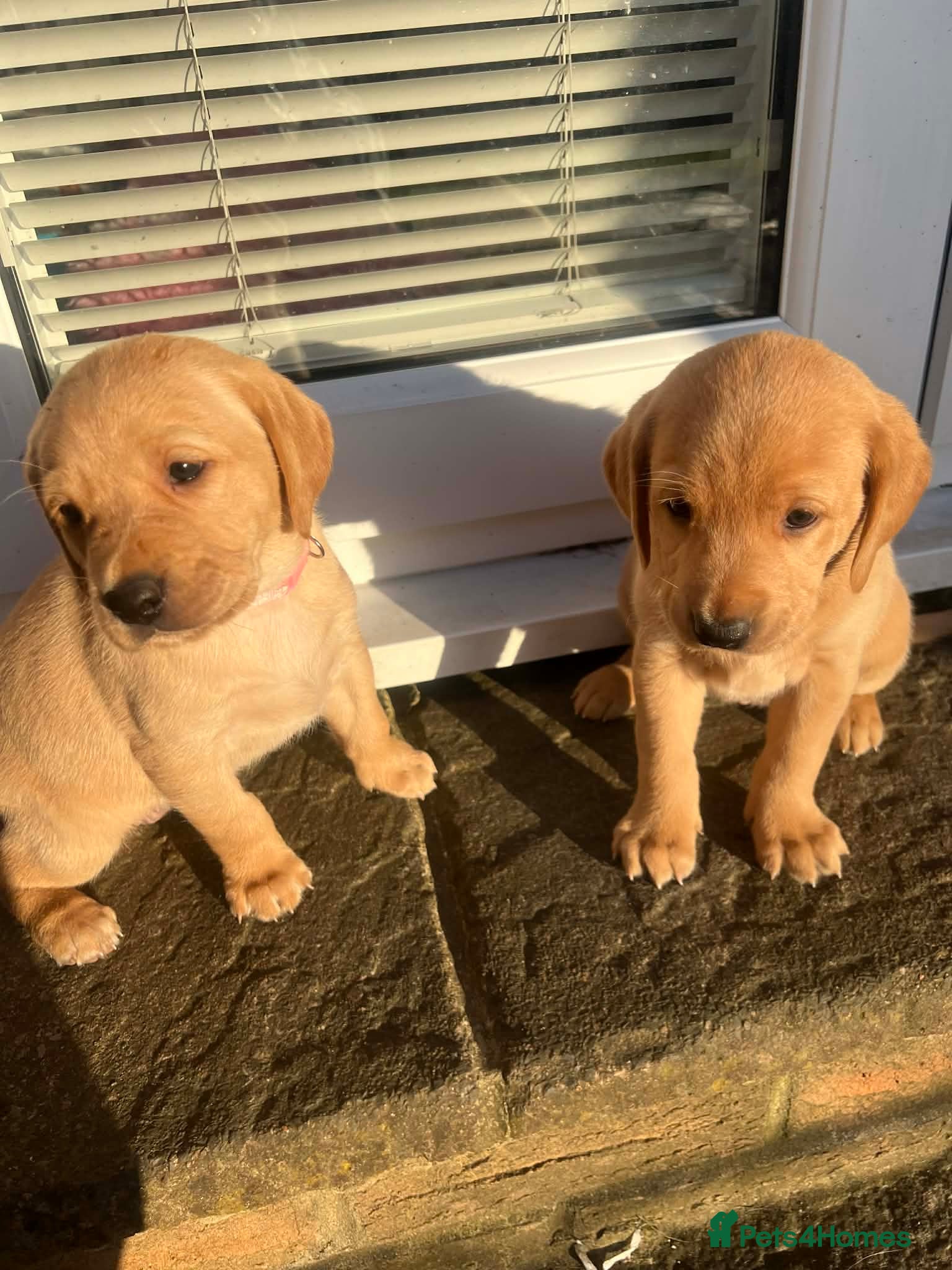 Labrador Retriever dogs Quality Yellow Lab Puppies. Health tested parents - Advert 4