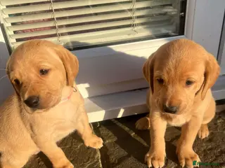 Labrador Retriever dogs Quality Yellow Lab Puppies. Health tested parents - Advert 4