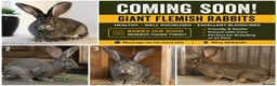 Flemish rabbits for sale: Coming Soon – Giant Flemish Rabbit Babies in Coventry - Advert 1
