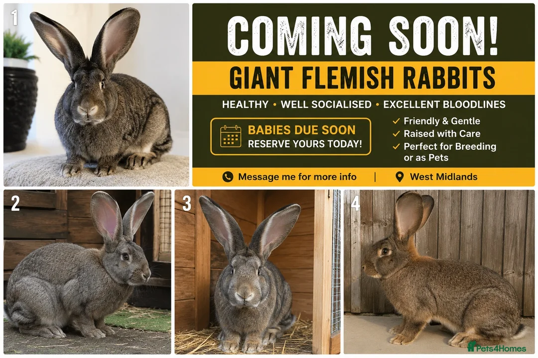 Flemish rabbits for sale: Coming Soon – Giant Flemish Rabbit Babies in Coventry - Advert 1