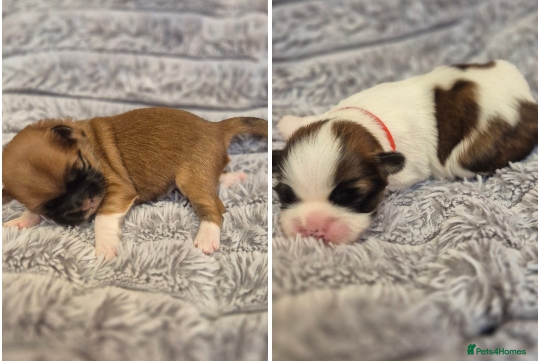 Lhasa Apso dogs LHASA APSO KC PUPPIES 4 girls 1 boy  - Advert 5