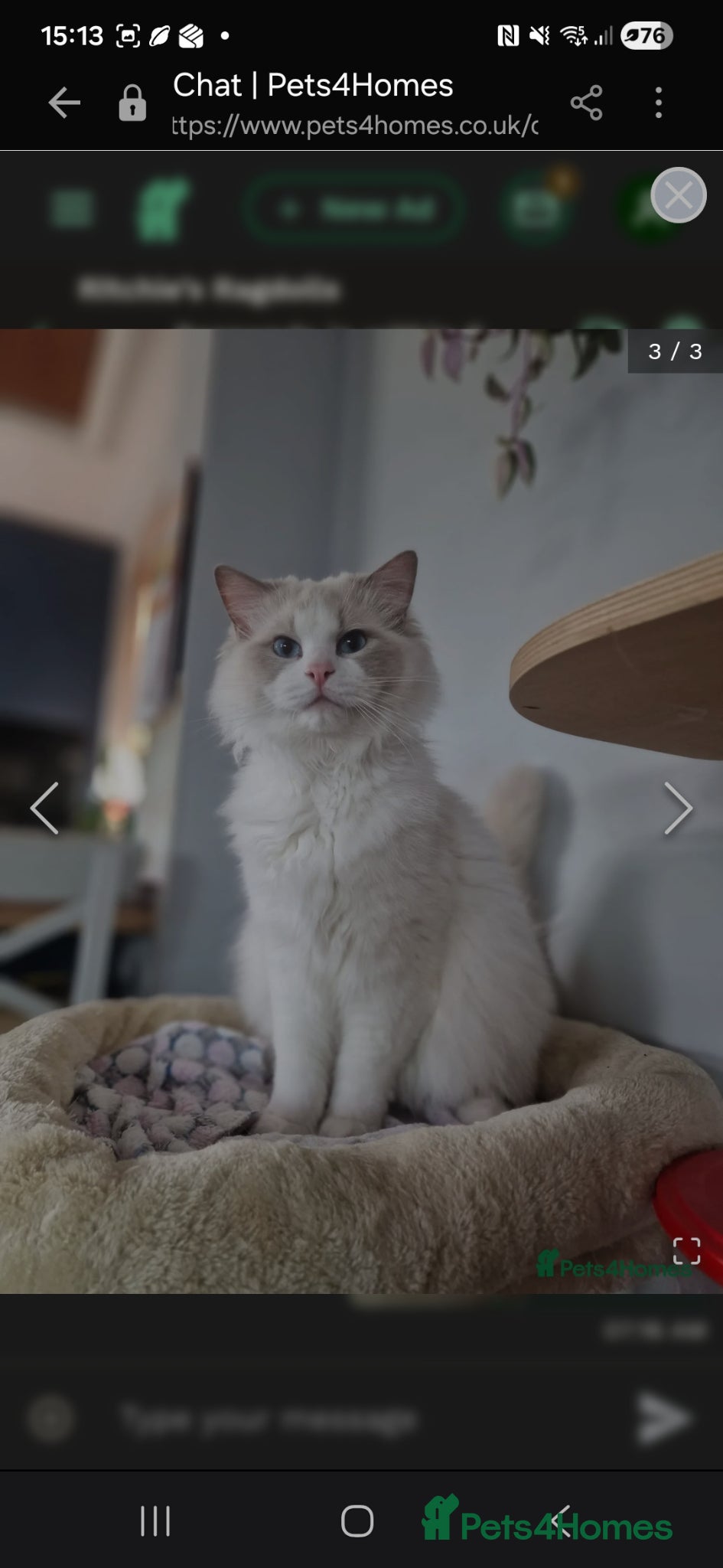 Ragdoll cats Blue point and white bicolour male ragdoll ACTIVE - Advert 3