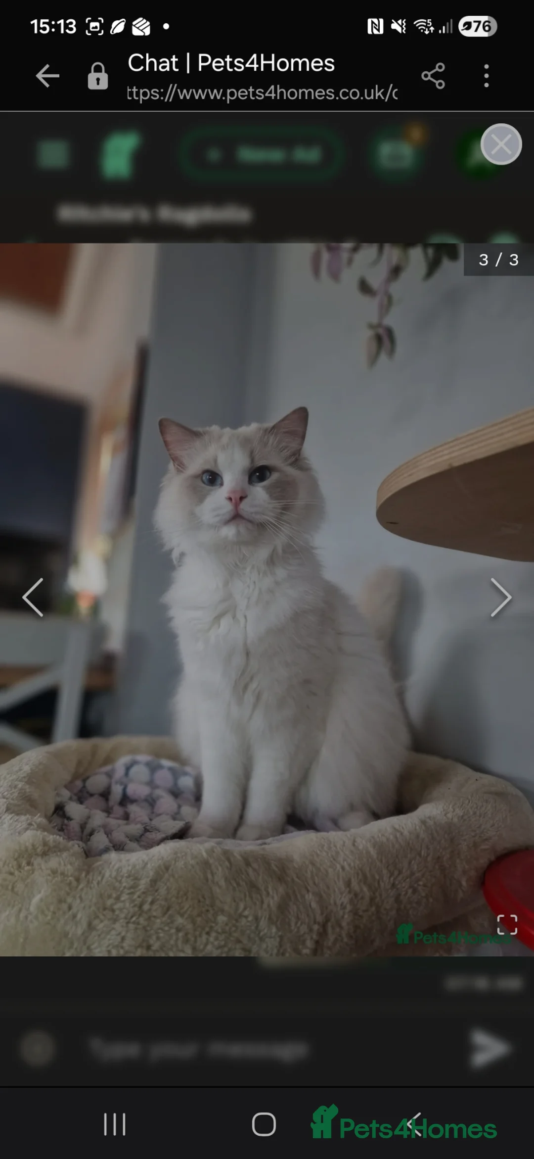 Ragdoll cats for sale: Blue point and white bicolour male ragdoll ACTIVE - Advert 1