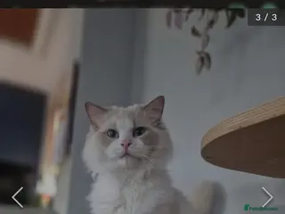 Ragdoll cats Blue point and white bicolour male ragdoll ACTIVE - Advert 3