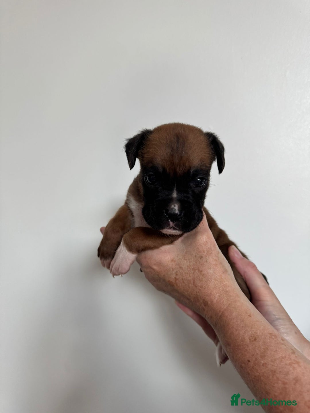 Boxer dogs for sale: Bobtail boxers for sale - Image 7