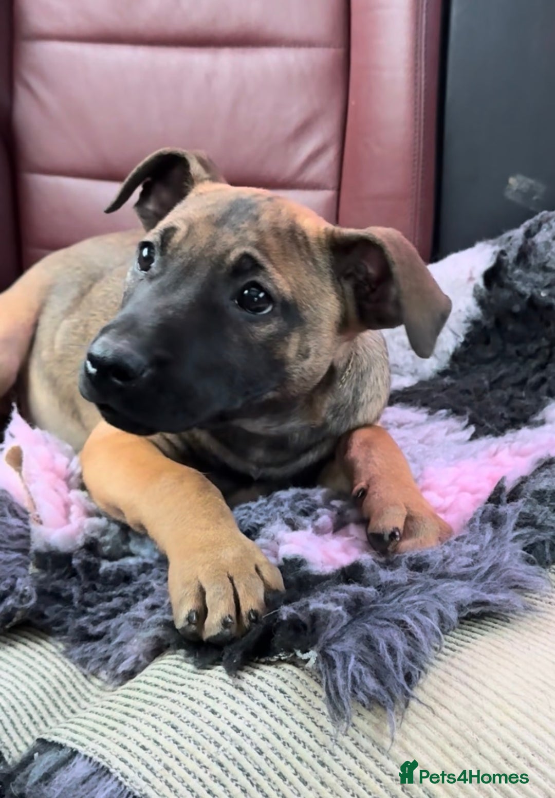 Mixed Breed dogs for sale: Beautiful Puppies– Ideal Family Companions 🐾 - Advert 3